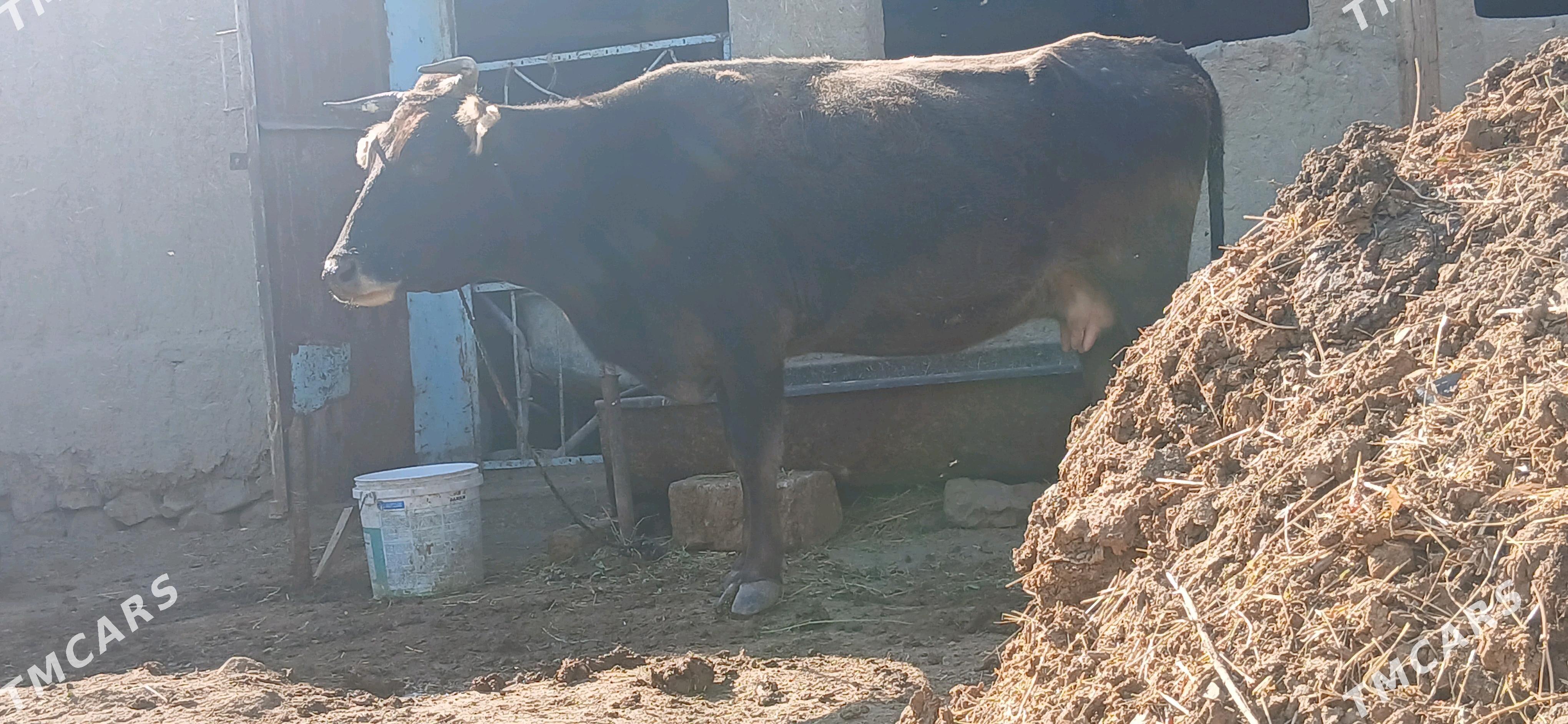 SWES GYSYR SYGYR - Bäherden - img 4