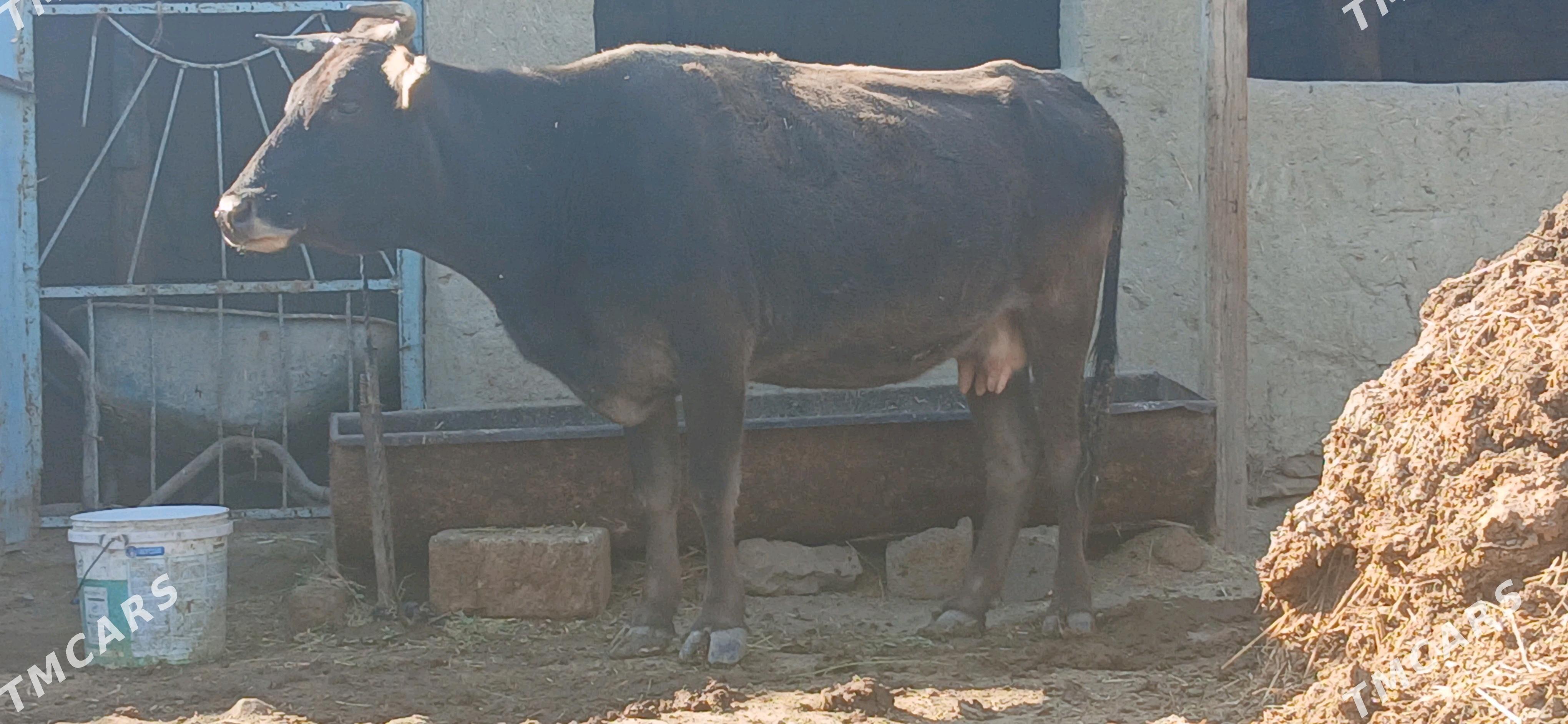 SWES GYSYR SYGYR - Bäherden - img 3