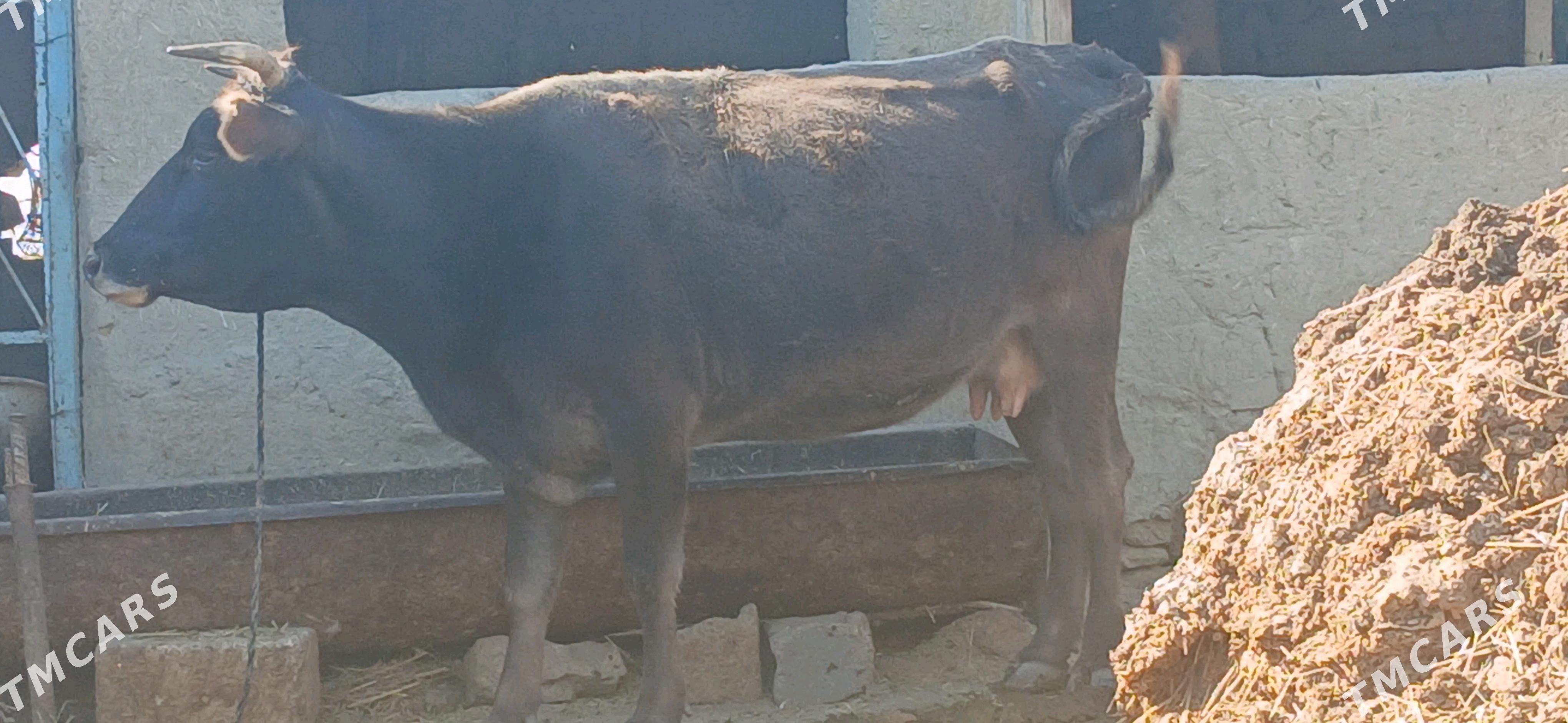 SWES GYSYR SYGYR - Bäherden - img 2