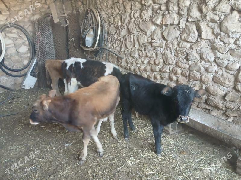 окуз гачарлар - Балканабат - img 5