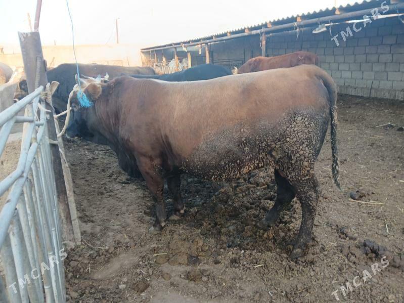 окуз гачарлар - Балканабат - img 3