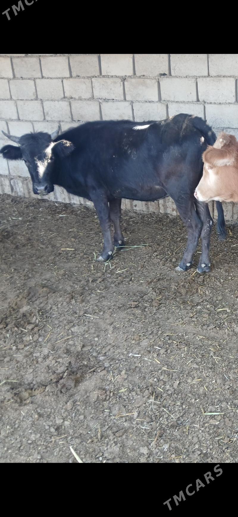 окуз гачарлар - Балканабат - img 6