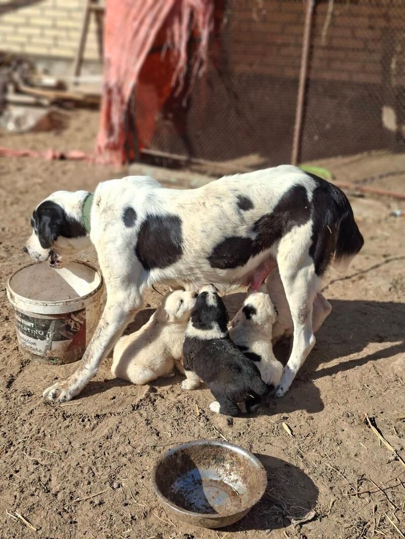 Alabay - Мары - img 9