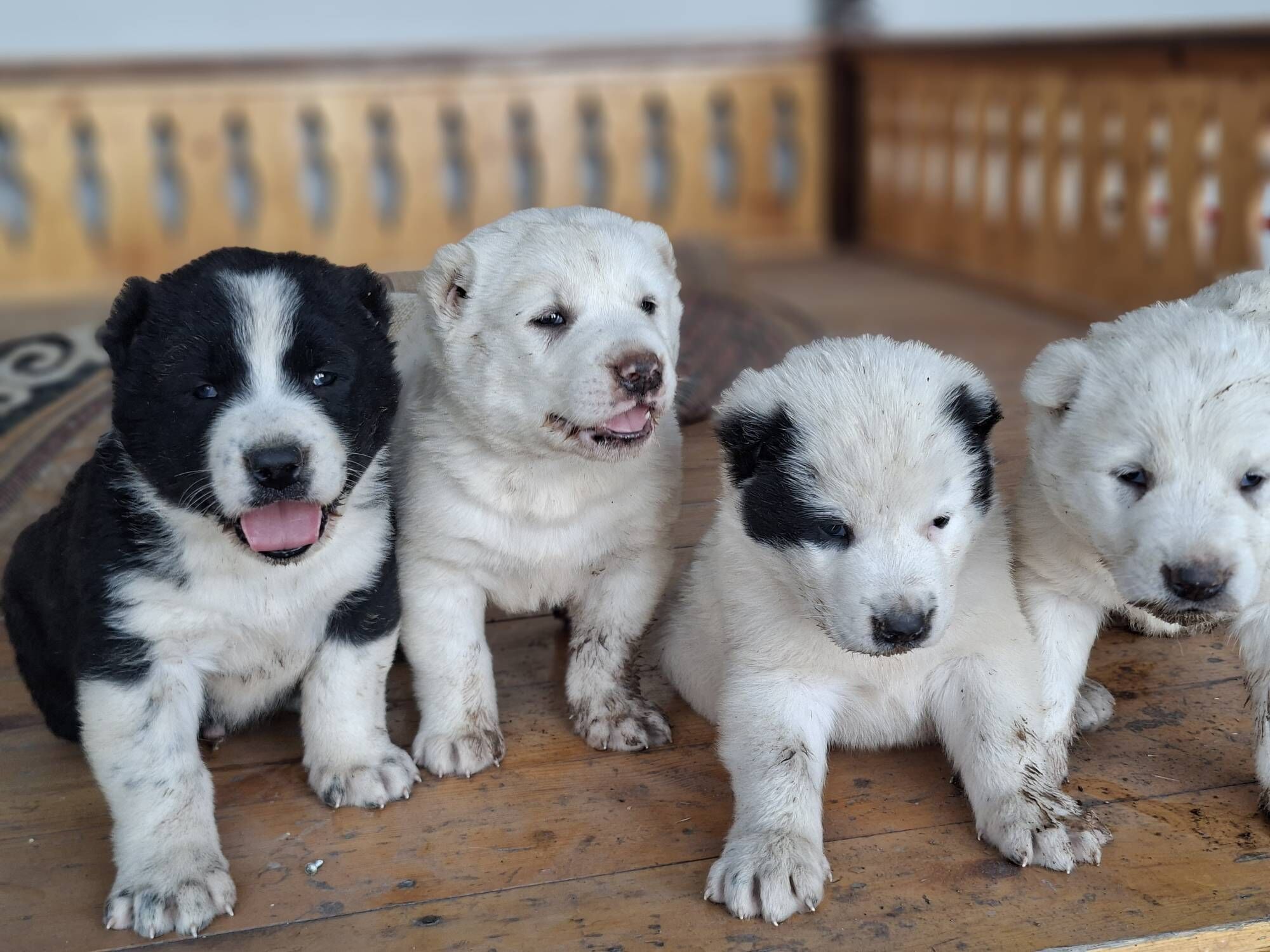 Alabay - Мары - img 7