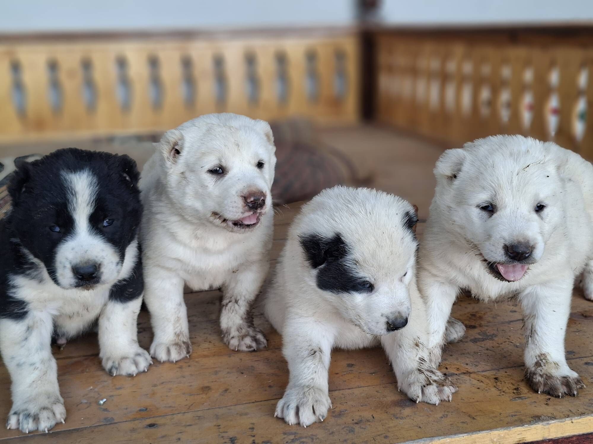 Alabay - Мары - img 8