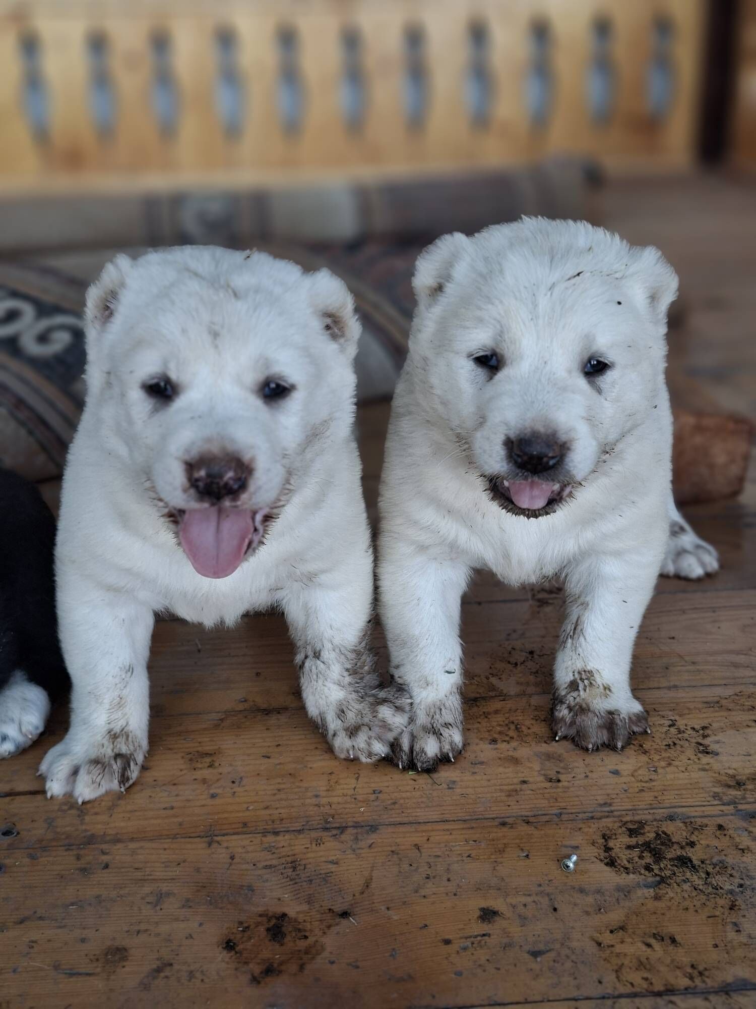 Alabay - Мары - img 6