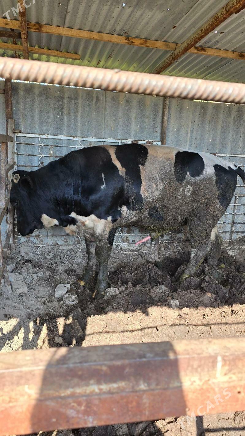 okuz - Bagyr - img 5