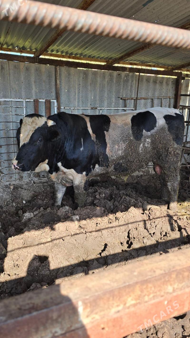 okuz - Bagyr - img 2