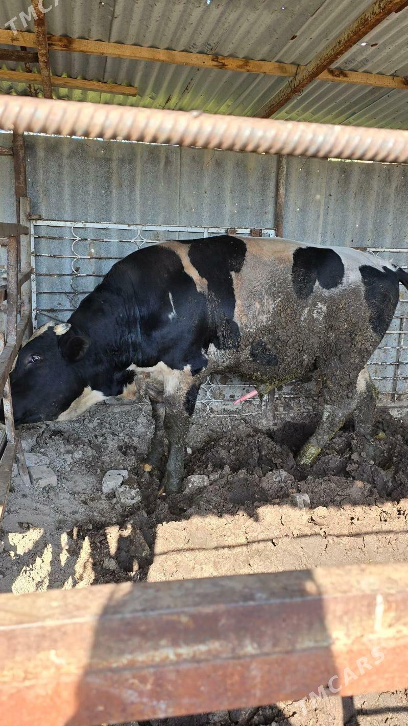 okuz - Bagyr - img 4