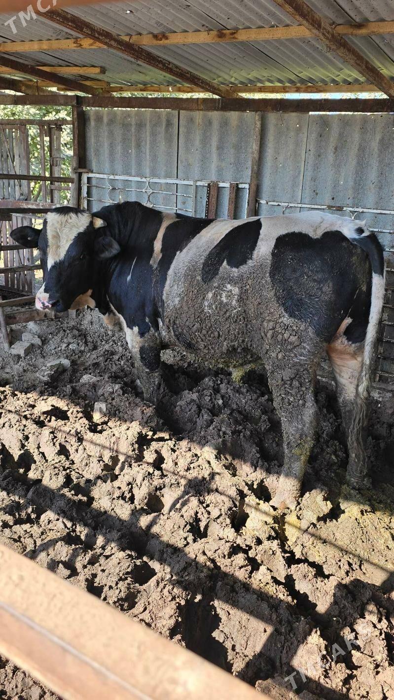 okuz - Bagyr - img 3