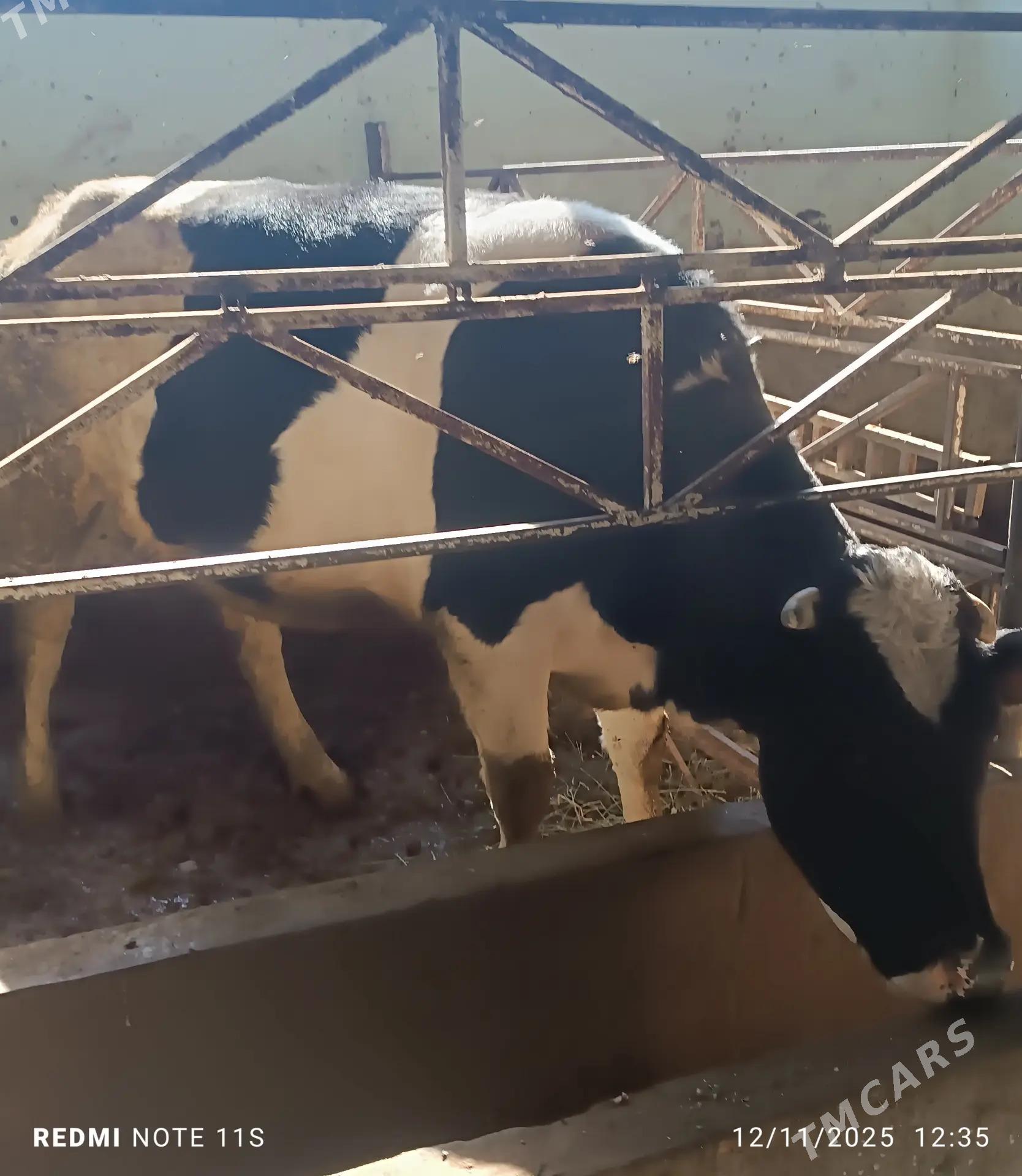 Sygyr Ala Tuwe - Гёкдепе - img 1