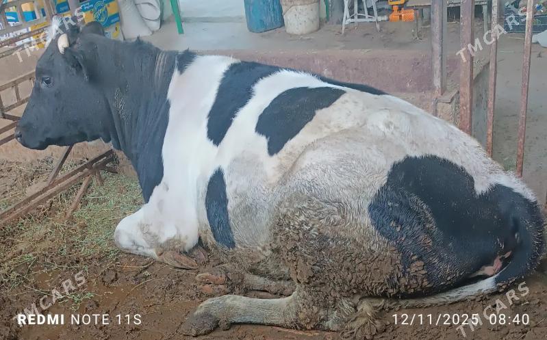 Sygyr Ala Tuwe - Гёкдепе - img 2