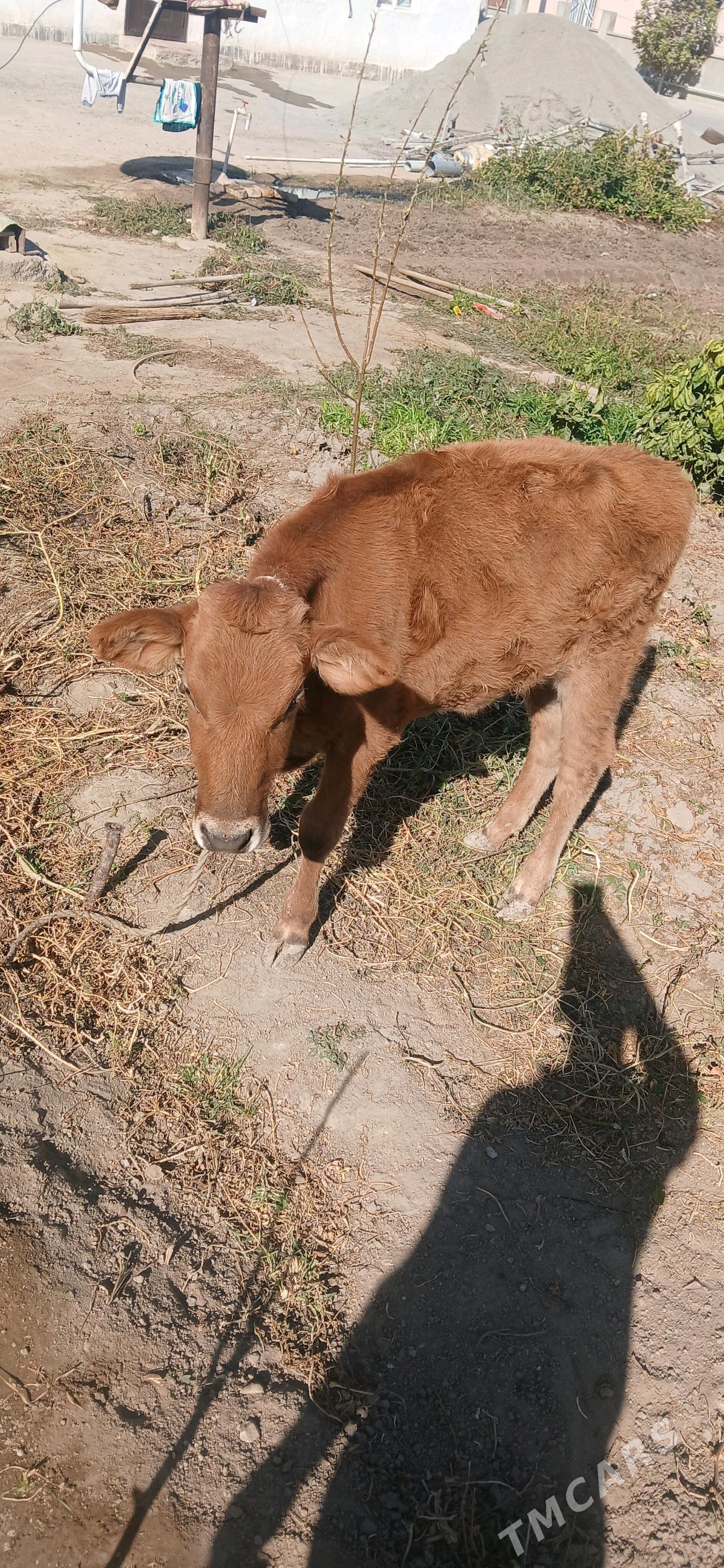 Göle - Bagyr - img 2
