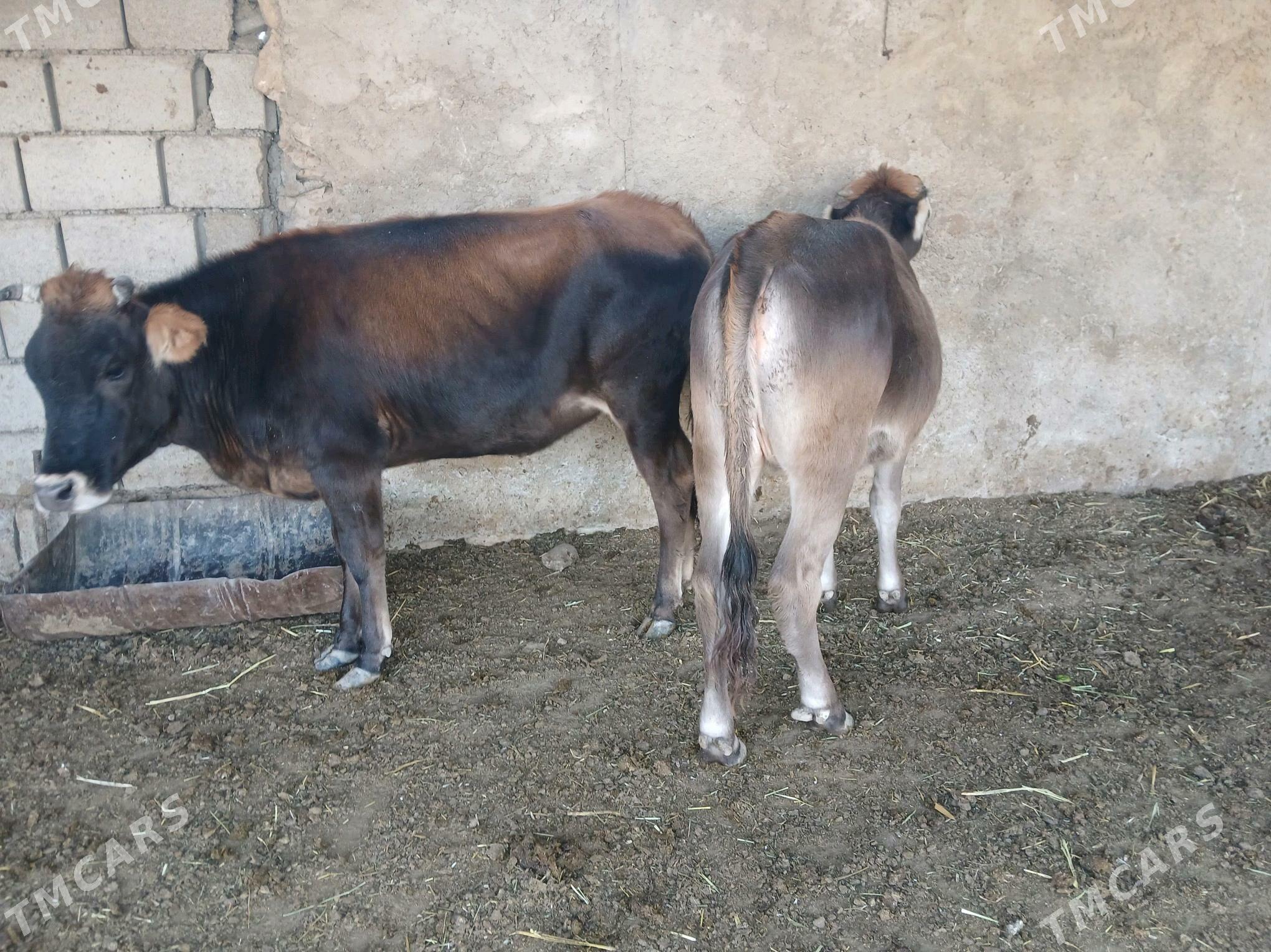 окуз гачарлар - Балканабат - img 4