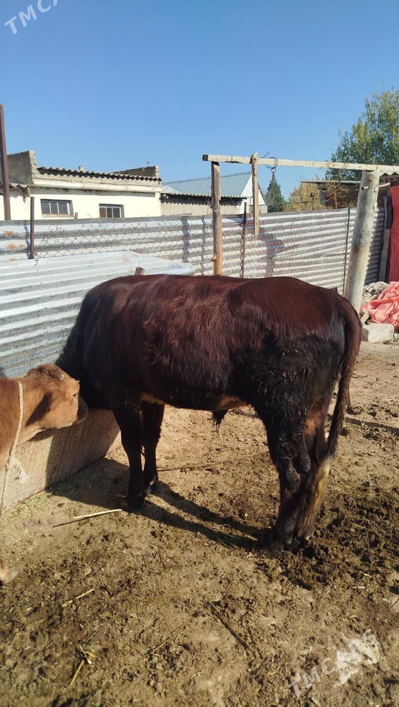 okuz - Gökdepe - img 3