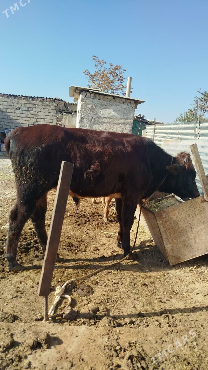 okuz - Gökdepe - img 2