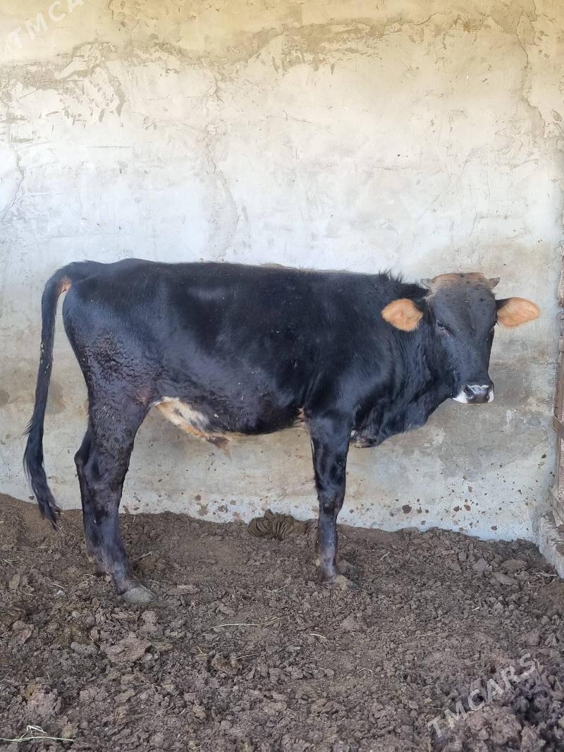 okuz - Bagyr - img 2