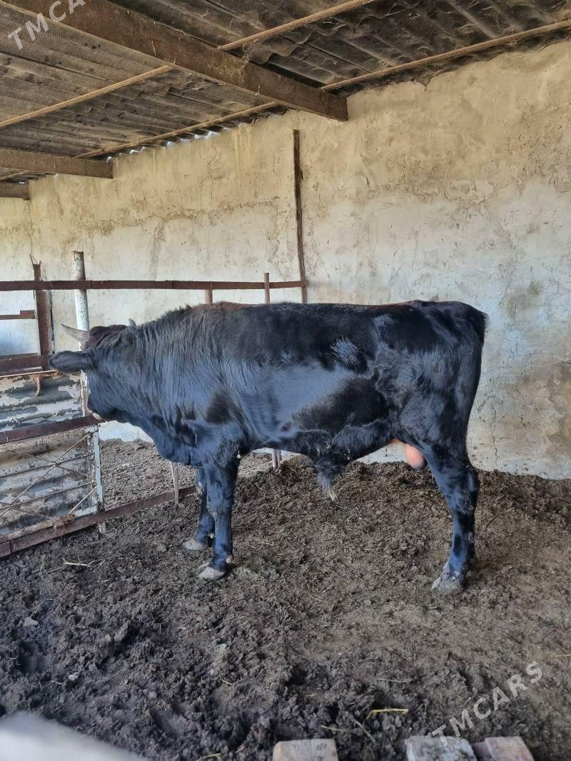 okuz - Bagyr - img 3