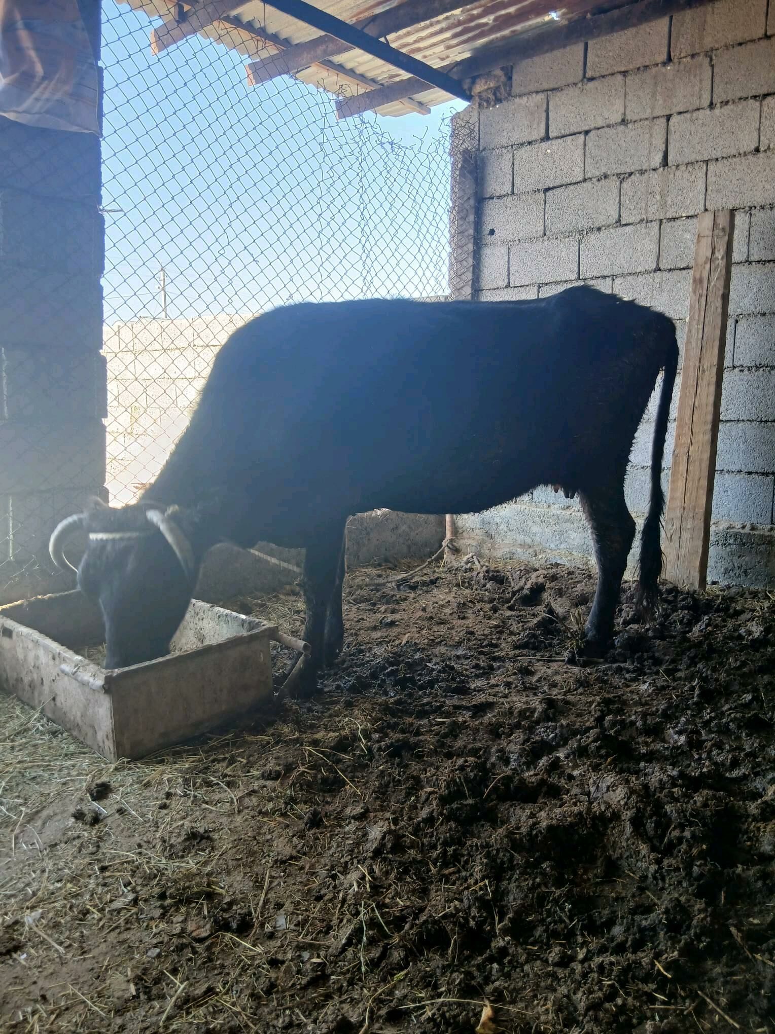 gysyr sygyr - Ýaşlyk - img 3