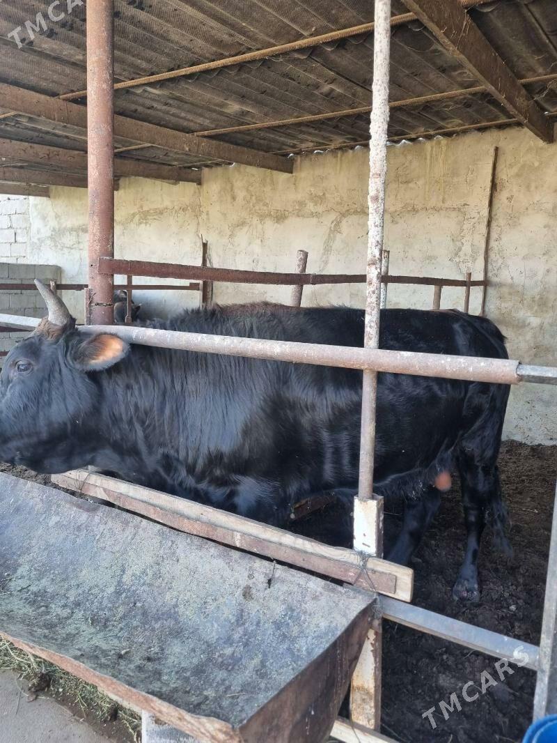 okuz - Bagyr - img 2