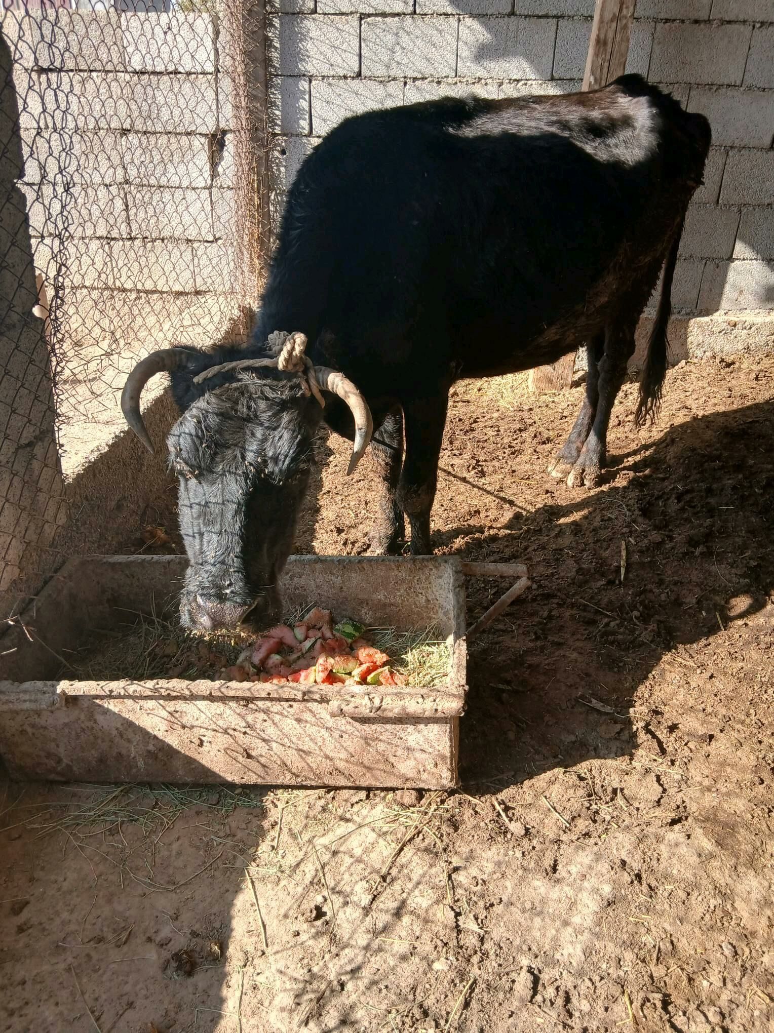 gysyr sygyr - Ýaşlyk - img 2