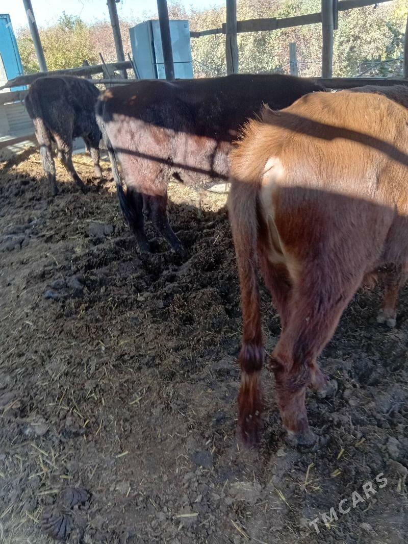 okuzler - Чарджоу - img 2