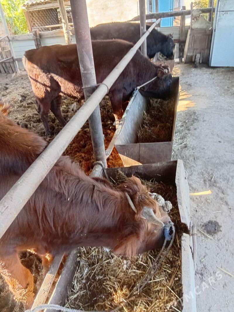 okuzler - Чарджоу - img 4