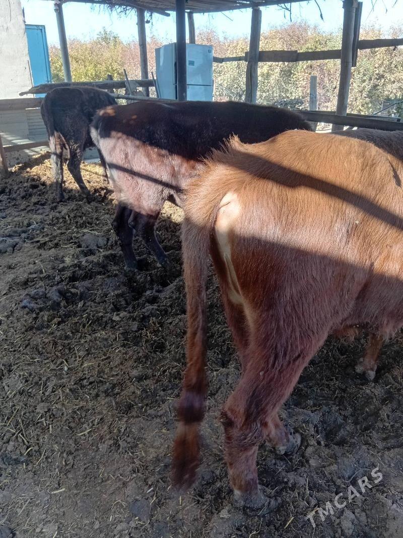 okuzler - Чарджоу - img 3