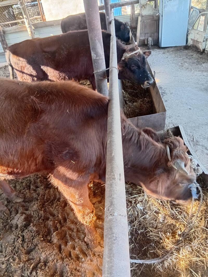 okuzler - Чарджоу - img 5