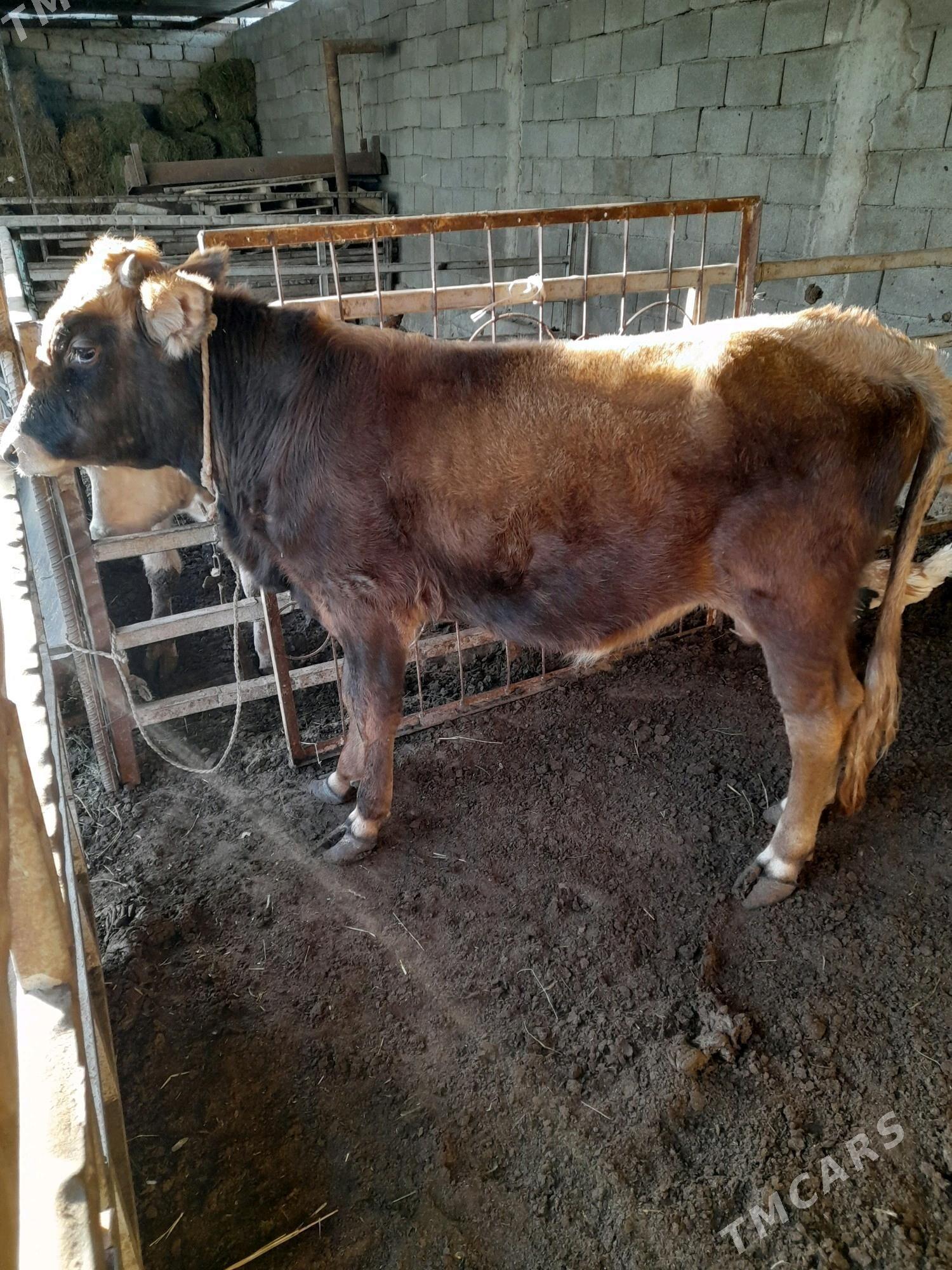 ökuz - Änew - img 4