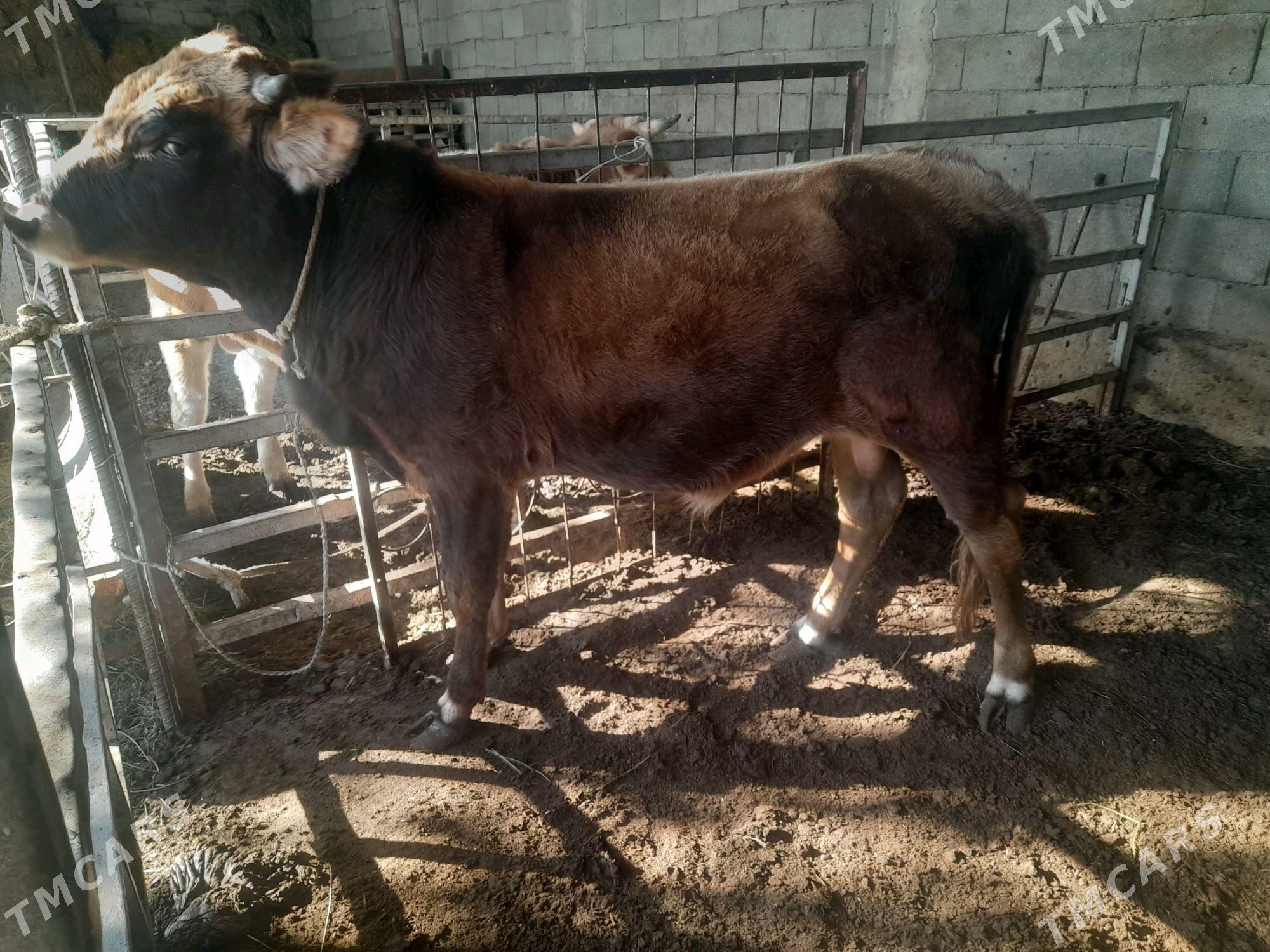 ökuz - Änew - img 3