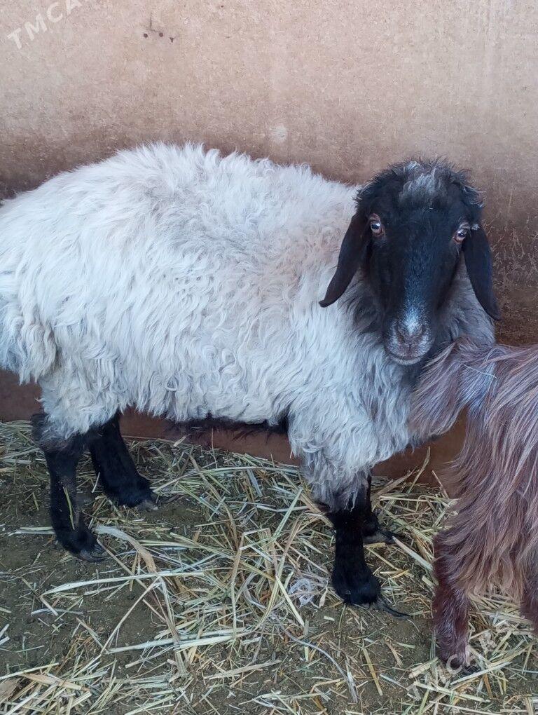 goýun - Änew - img 2