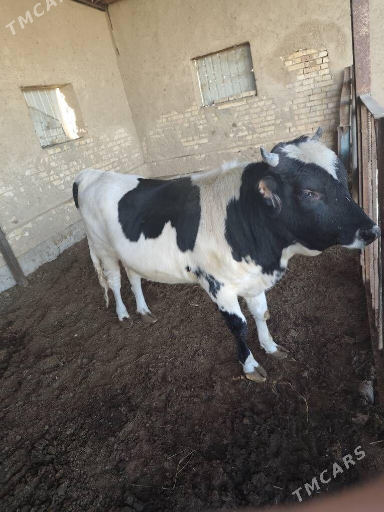 Baylan okuz - Mary - img 1