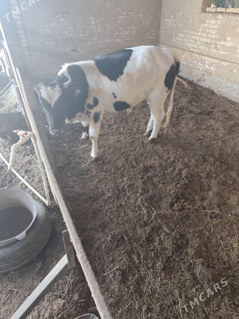 Baylan okuz - Mary - img 3