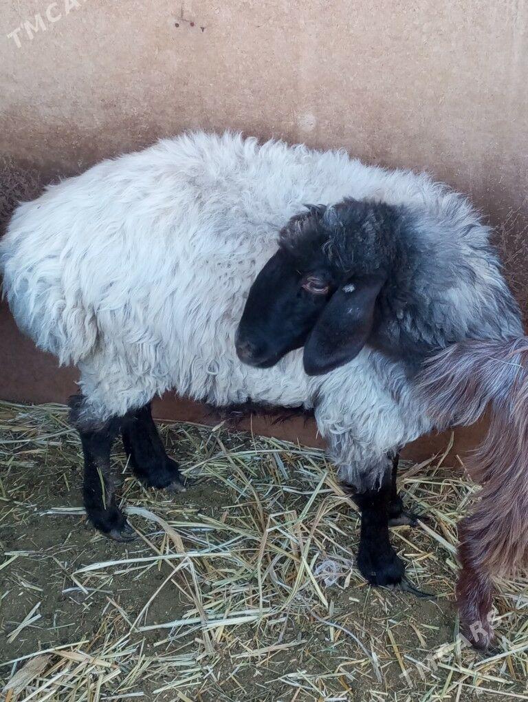 goýun - Änew - img 3