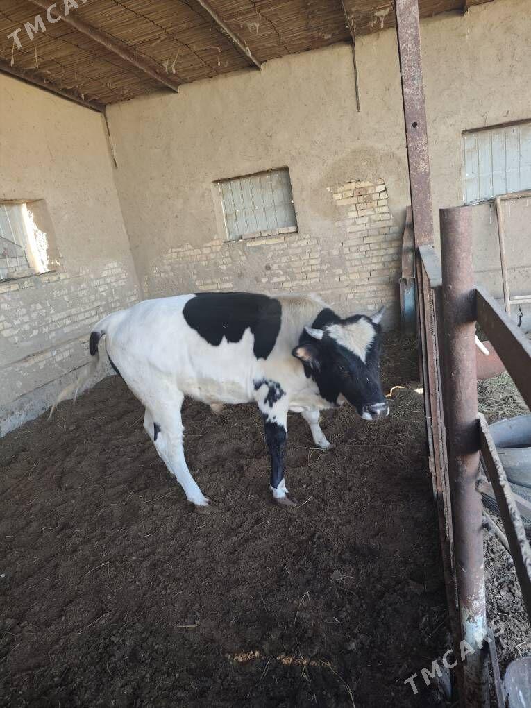 Baylan okuz - Mary - img 4