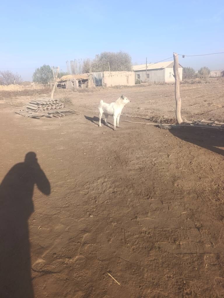 garagoz - Кёнеургенч - img 2