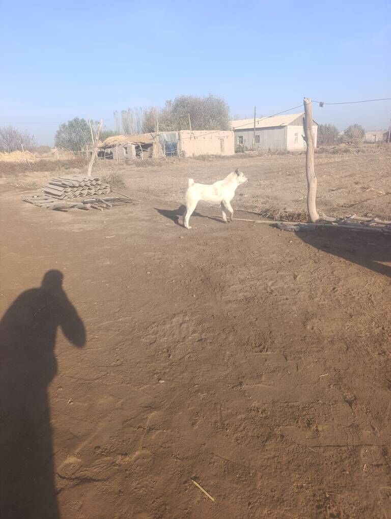 garagoz - Кёнеургенч - img 3