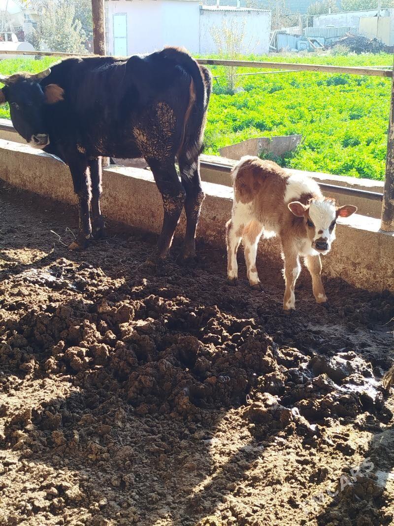 goleli sygyr - Bagyr - img 2