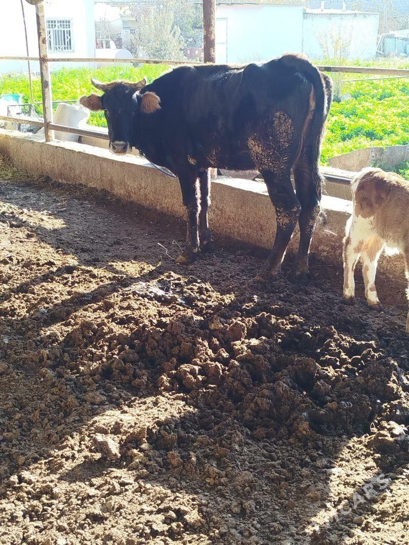 goleli sygyr - Bagyr - img 3