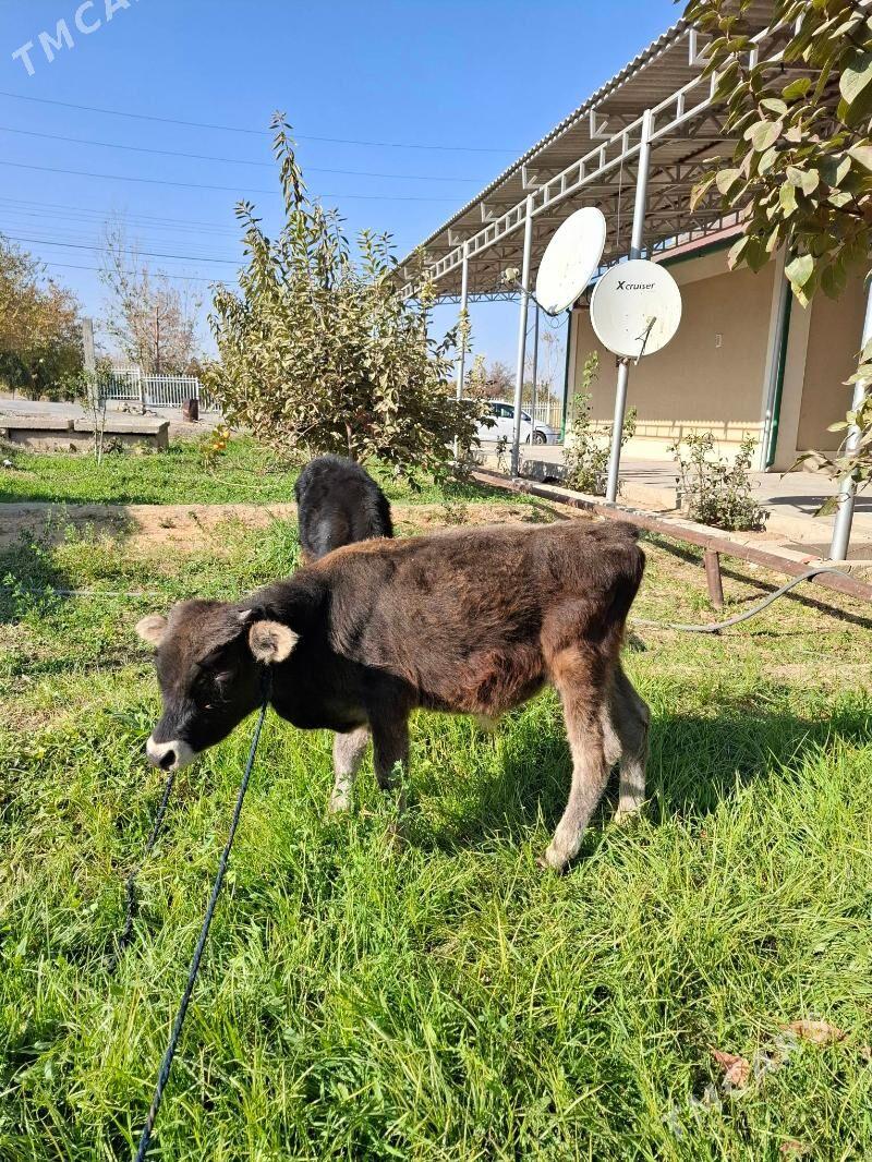 Šwes okuz - Багир - img 5