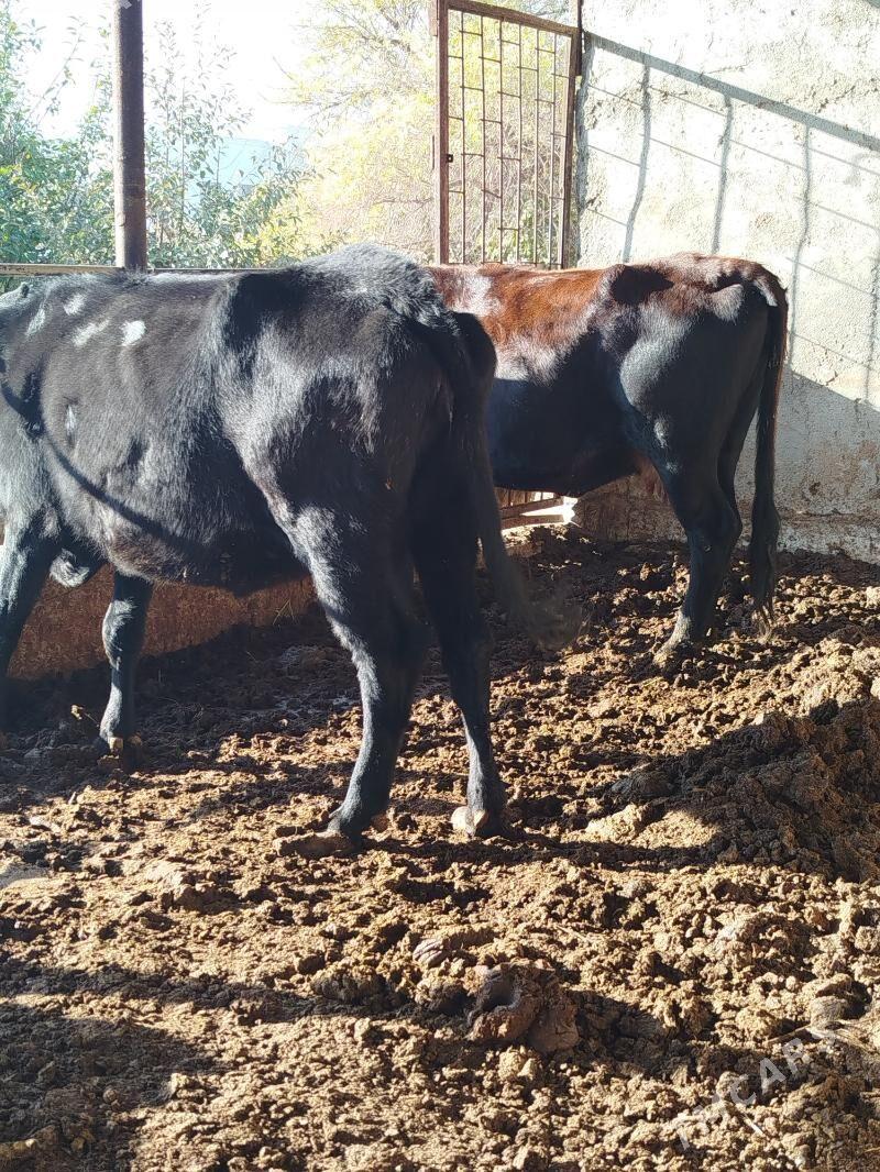 gysyr sygyr - Bagyr - img 5