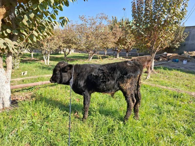 Šwes okuz - Багир - img 2