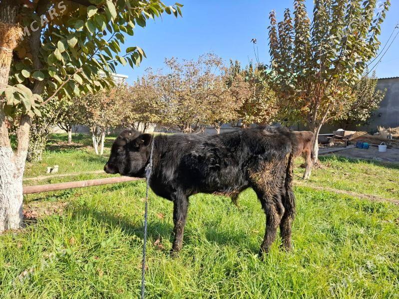 Šwes okuz - Багир - img 3