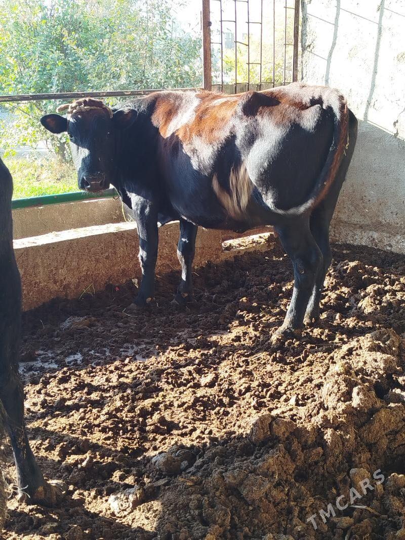 gysyr sygyr - Bagyr - img 4