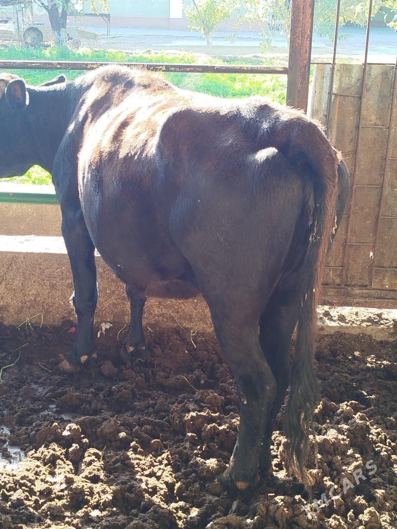 gysyr sygyr - Bagyr - img 2