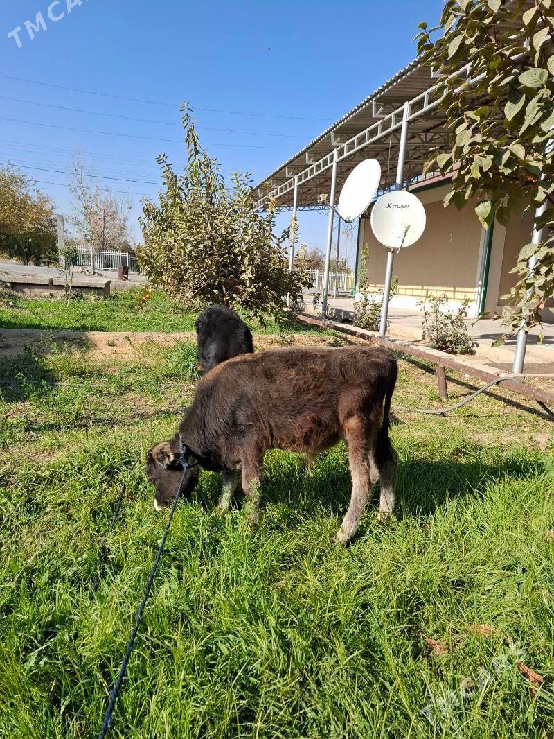 Šwes okuz - Багир - img 6