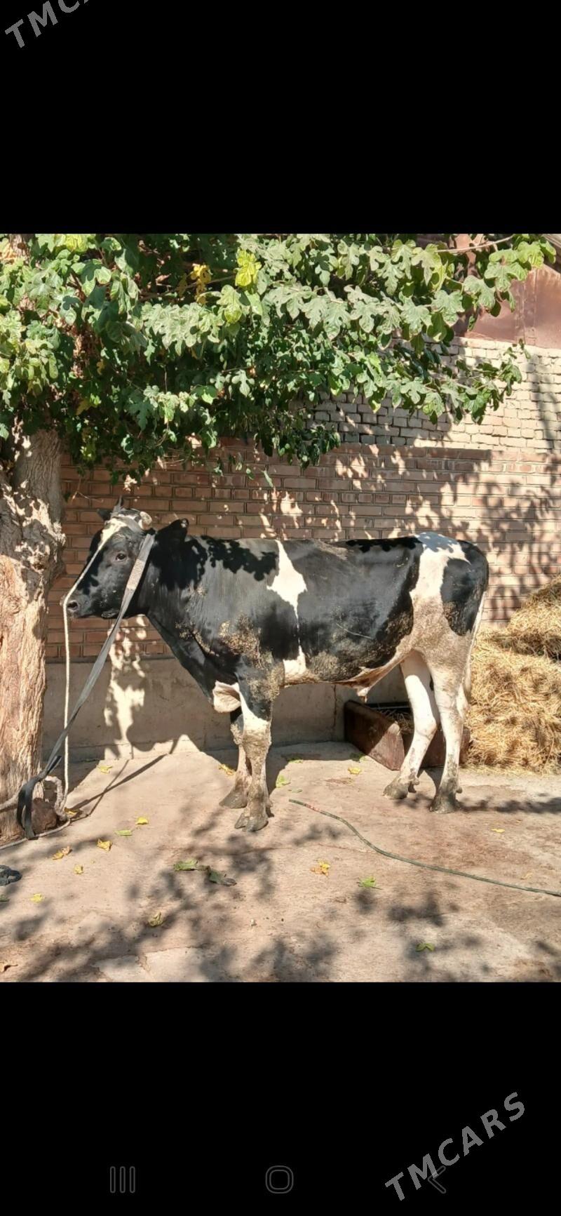 golşteÿin okuz - Bäherden - img 2