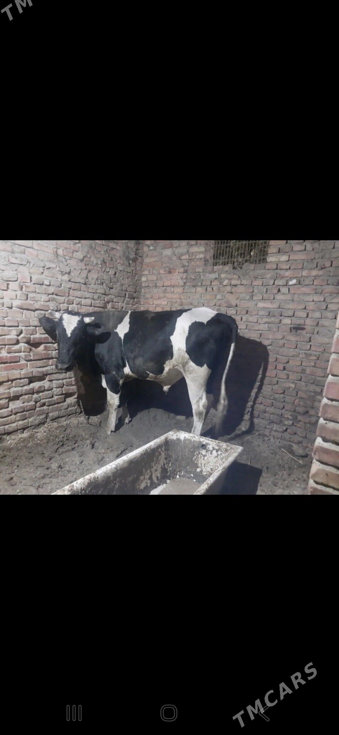 golşteÿin okuz - Bäherden - img 1