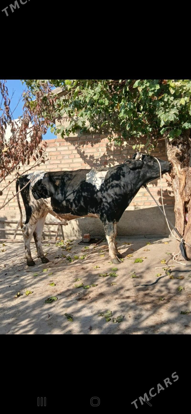 golşteÿin okuz - Bäherden - img 3